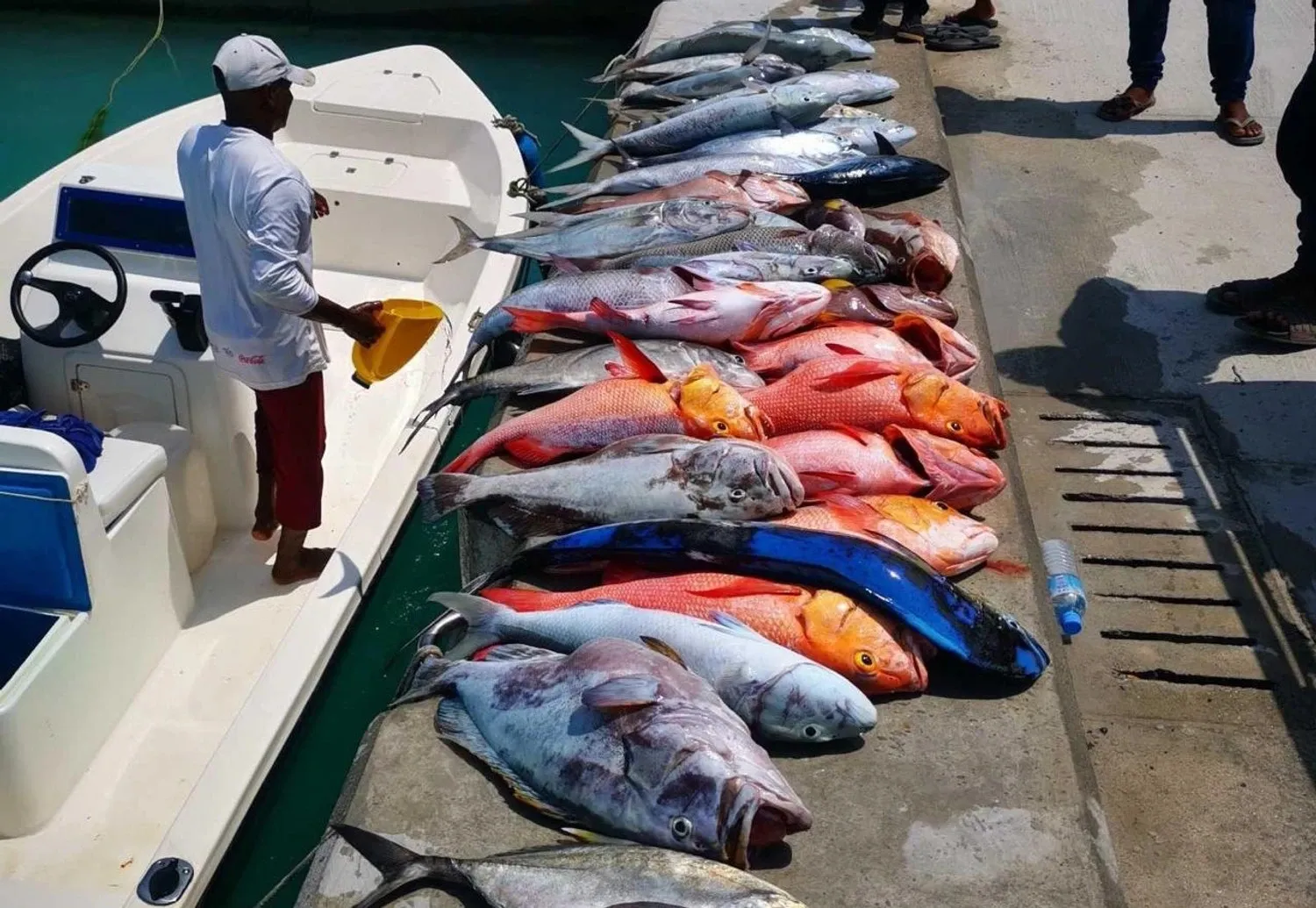 ފަރުމަސް އެކްސްޕޯޓުކުރާ ފަރާތްތަކަށް ކެޗް ސެޓުފިކެޓު ދޫކުރަނީ
