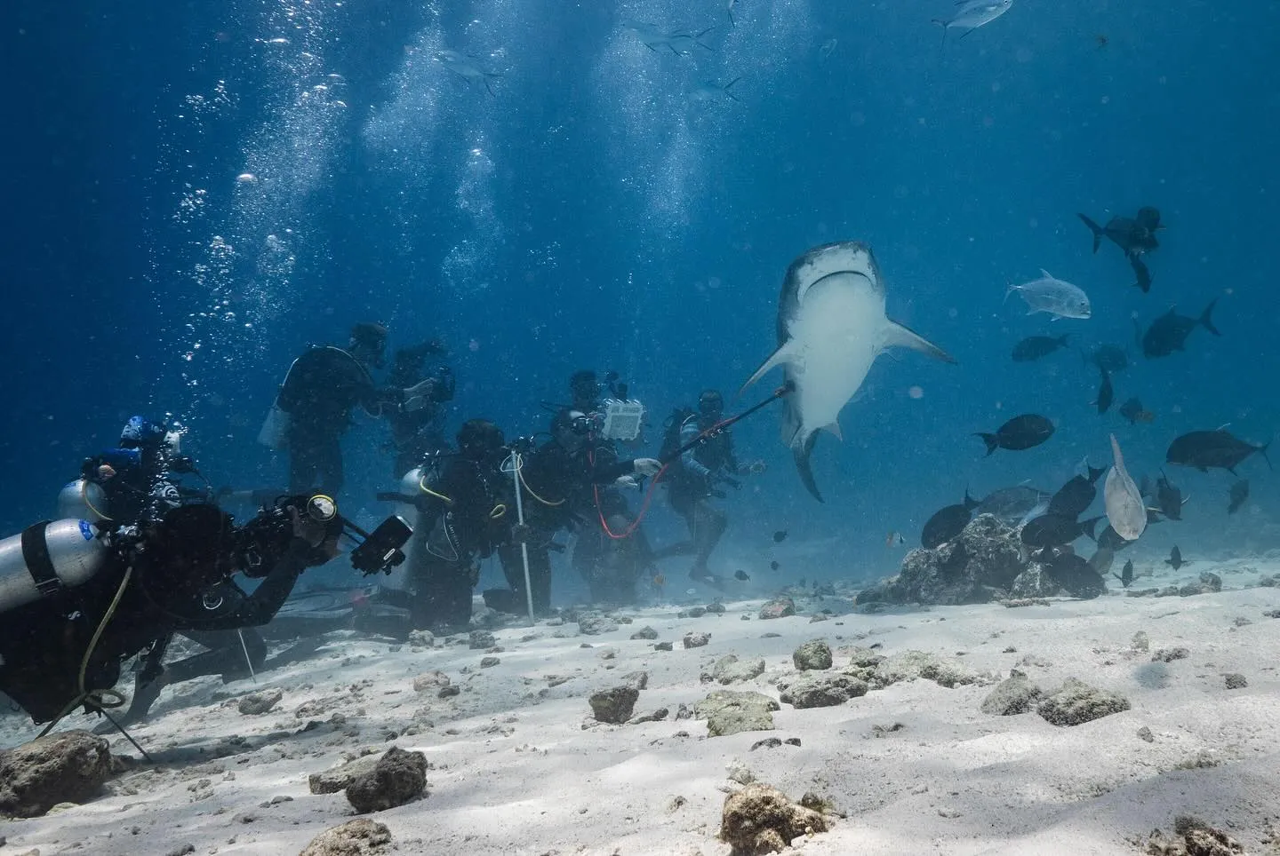 Diving school revenue is the fastest-growing tourism segment in MIRA's Q1 2026 data
