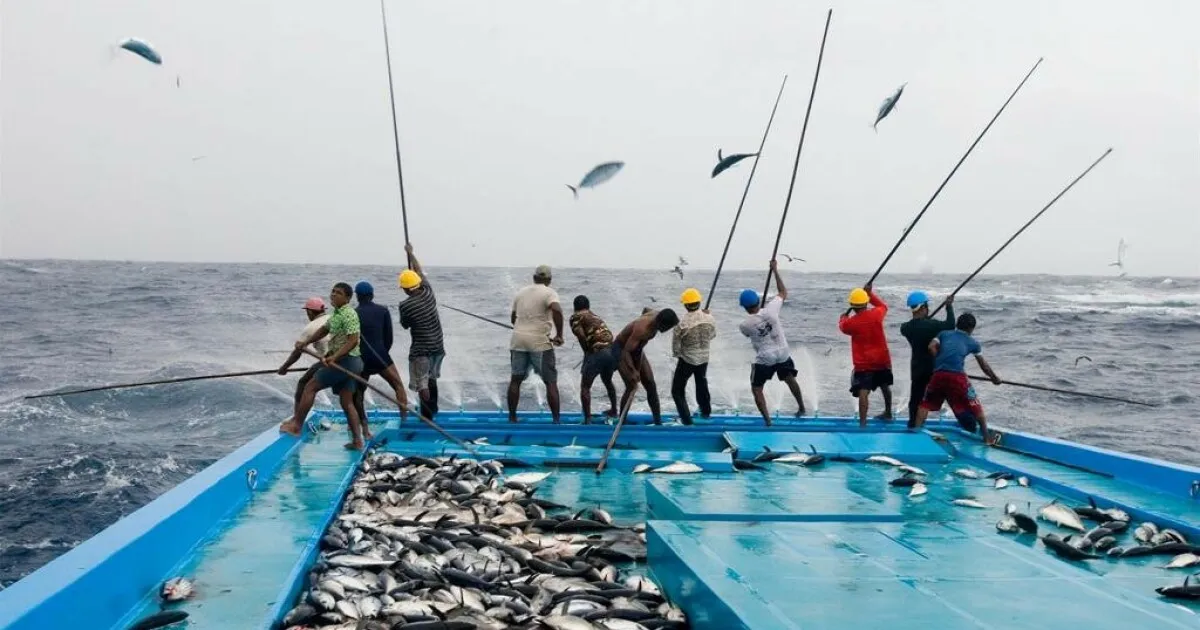 މަސްވެރިކަމަށް ޒުވާނުންގެ ޝައުގުވެރިކަން އިތުރުކުރުމަށް ޚާއްސަ ޕްރޮގްރާމެއް