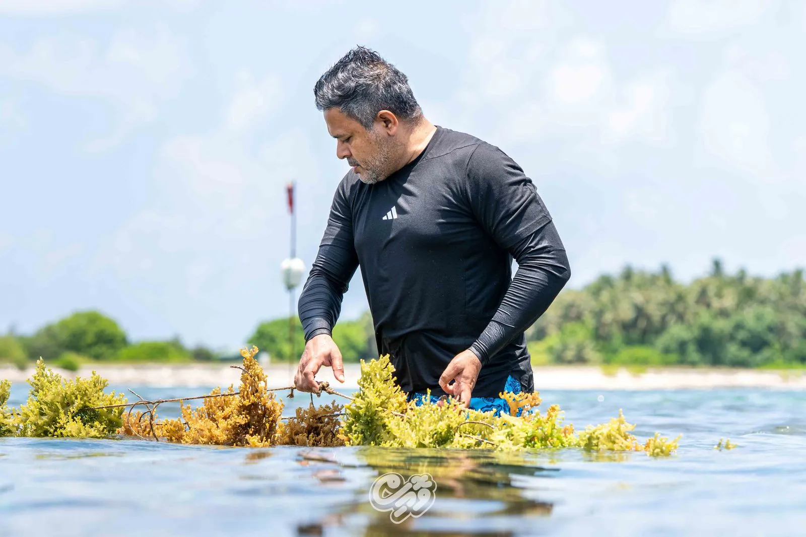 ފެހެންދޫގައި މޫދުވިނަ އާލާކުރުމުގެ މަޝްރޫއުއެއް ފަށައިފި