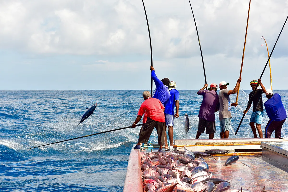 ކޮންމެ މަސްއޮޑިއެއްގައި ރެސްކިޔު ޑައިވަރއެއްގެ ޕްރޮޖެކްޓަށް ތަމްރީނު ދޭނެ މީހުން ހޯދަނީ
