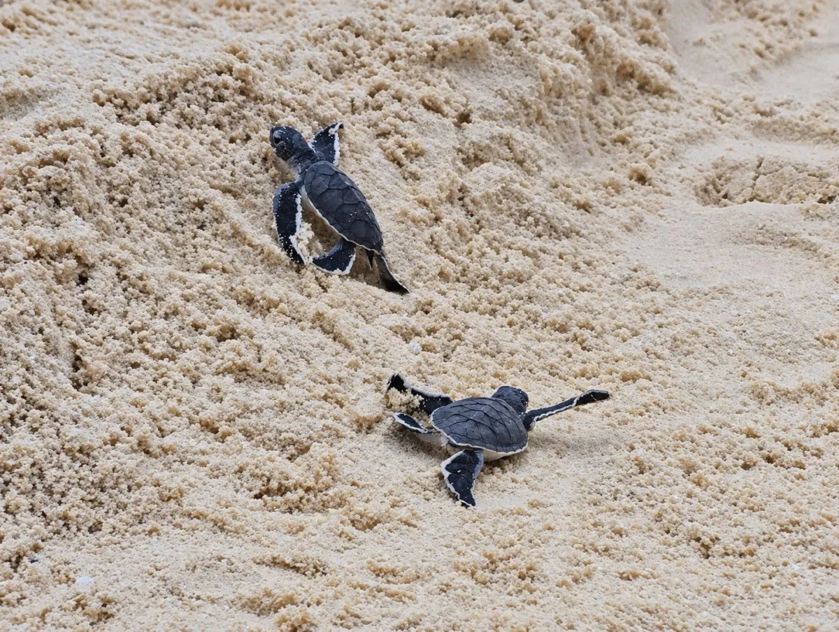 Seven sea turtle hatchlings emerge at Cinnamon Velifushi Maldives