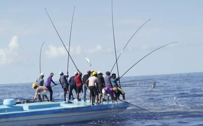 މަސްވެރިކަން ރަނގަޅުވެ، މަސްކިރާ އަދަދު އިތުރުވާން ފަށައިފި!