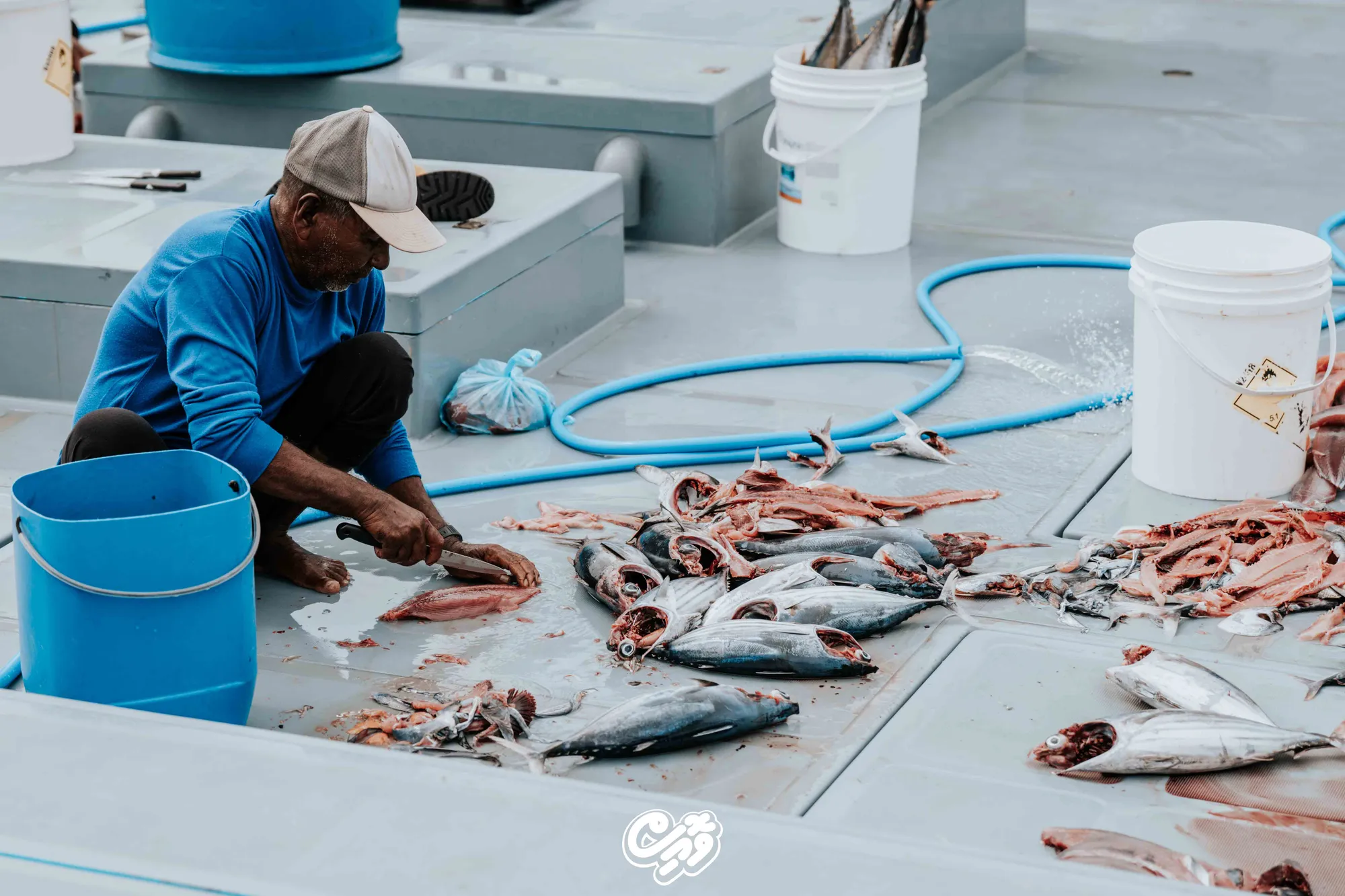 A fisherman cuts tuna during post-catch processing (Photo/Voice)