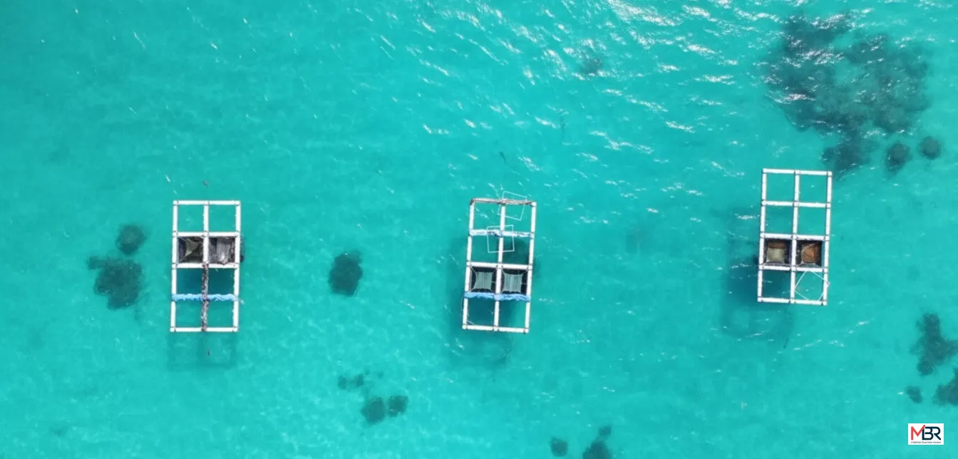 Mariculture Scheme Launched to Provide Financing for Sea Cage Purchases