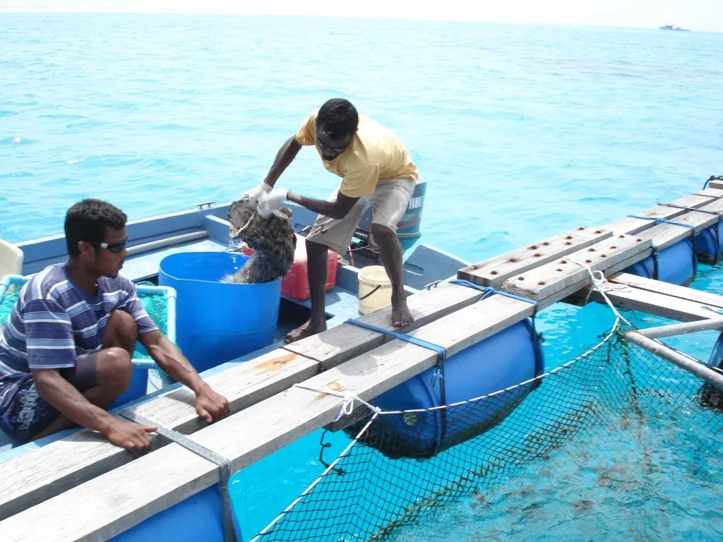 ހަތަރު ޒޯނެއްގައި މެރިކަލްޗާ ތަރައްގީކުރަން ސަރުކާރުން ނިންމައިފި