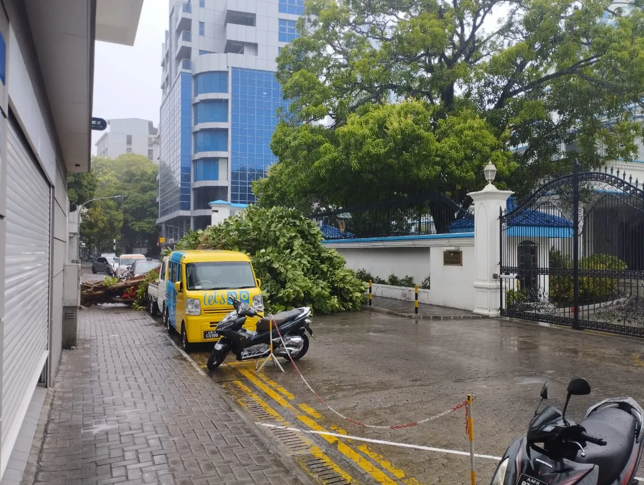 ގަދަވަޔާއެކު މާލޭ އޯކިޑް މަގުގައި ހުރި ގަހެއް ވެއްޓި މަގު ބަންދުވެއްޖެ