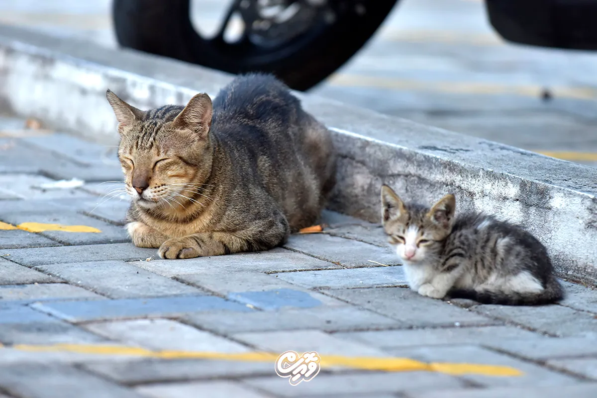 Stray cats in Male' (Photo/Voice)