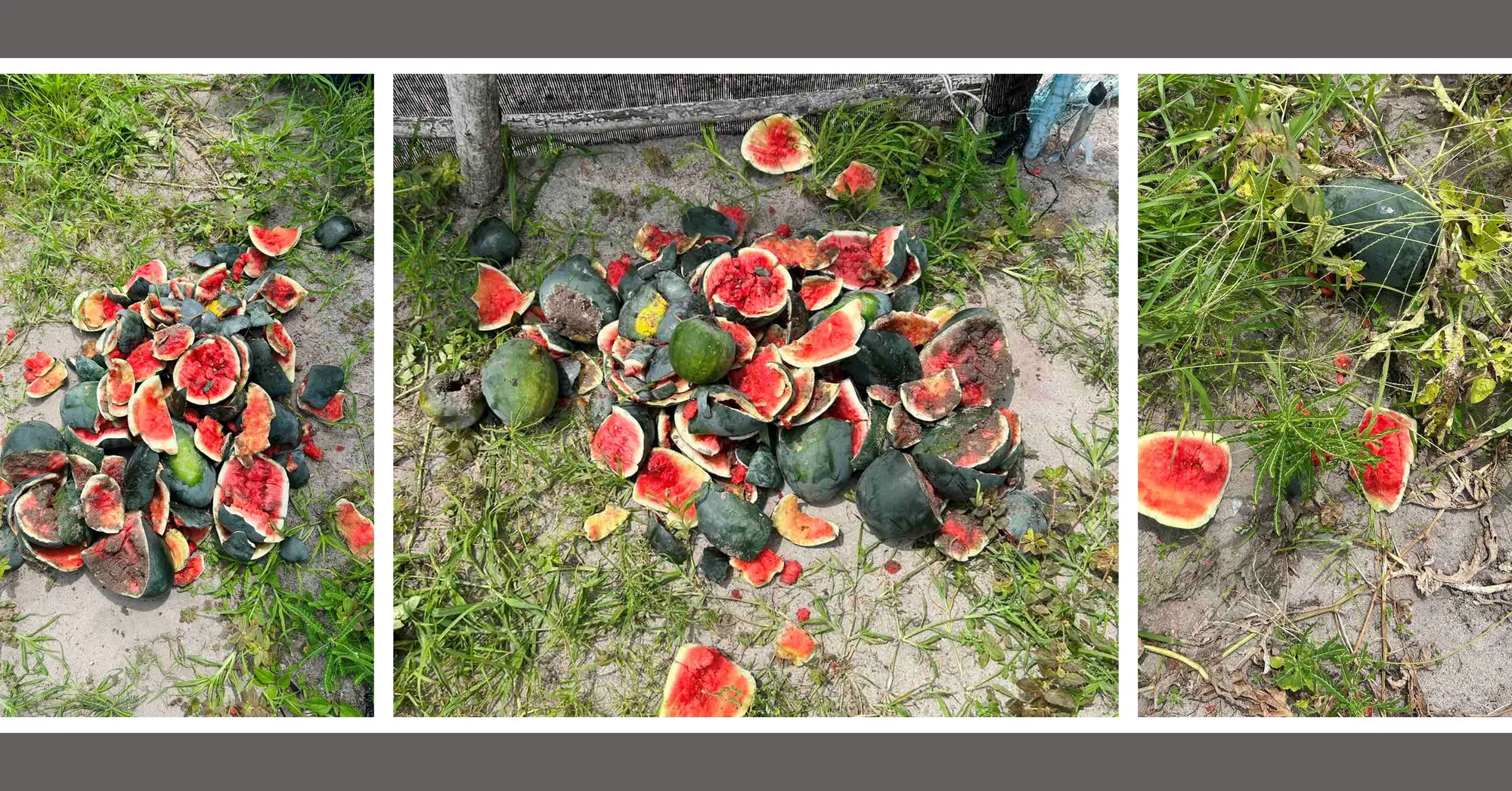ކުމުންދޫ ކަރާ ދަނޑުތަކަށް މި މަހު އެކަނި ގެއްލުން އެދިނީ ތިންވަނަ ފަހަރު – އަންހެން ދަނޑުވެރިއަކު އާދޭހާއެކު އެދުނީ ހައްލަކަށް !
