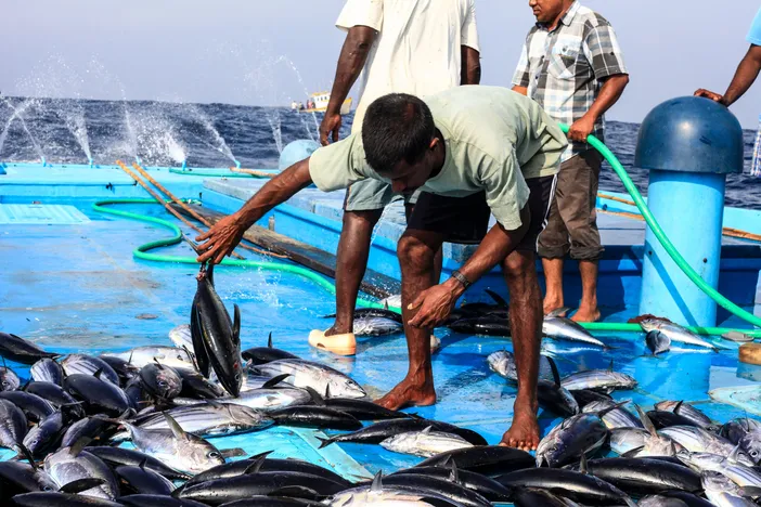 މަސްވެރިންގެ ދަފްތަރުގައި އޮކްޓޯބަރު 1 ގެ ކުރިން ރަޖިސްޓްރީވުމަށް އެދިއްޖެ