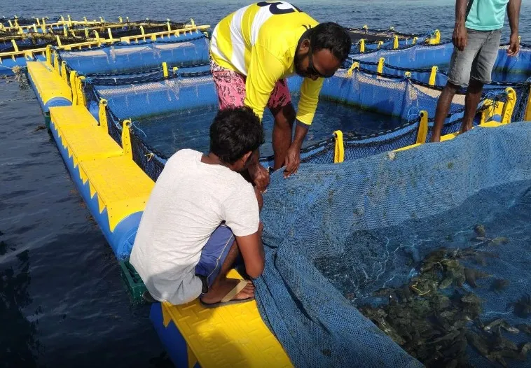 މެރިކަލްޗަރކުރުމަށް ޝައުޤުވެރިވާ ފަރާތްތަކަށް މޫދު ކޮށްޓާއި ދިރޭ ކުދި ފާނަ ވިއްކަނީ