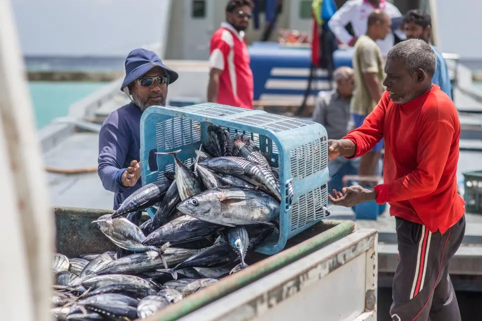 ޗައިނާއަށް ރާއްޖޭގެ ކަނޑު މަސް އެކްސްޕޯޓުކުރުމަށް މުހިންމު އެއްބަސްވުމެއްގައި ސޮއިކޮށްފި