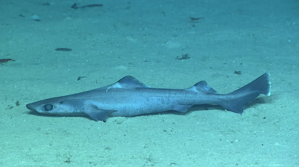 Gulper Shark (Photo/NOAA Ocean Exploration)