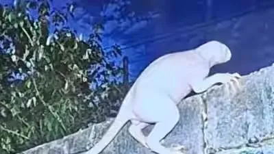 އެމެރިކާއާ މެކްސިކޯ ގުޅޭ ބޯޑަރު ކައިރިން "އާދަޔާ ޚިލާފް ޖަނަވާރެއް" ފެނިއްޖެ: ރިޕޯޓް