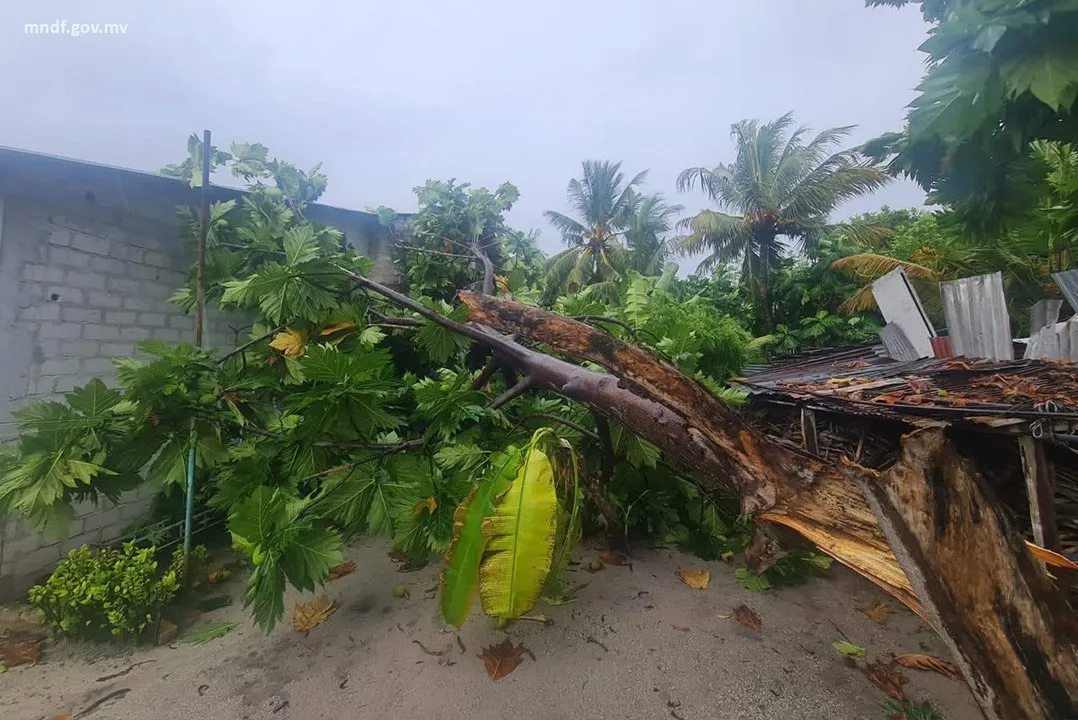 މަރަދޫގެ ގެއެއްގެ ފުރާޅު މައްޗަށް ބަނބުކެޔޮ ގަހެއް ވެއްޓިއްޖެ