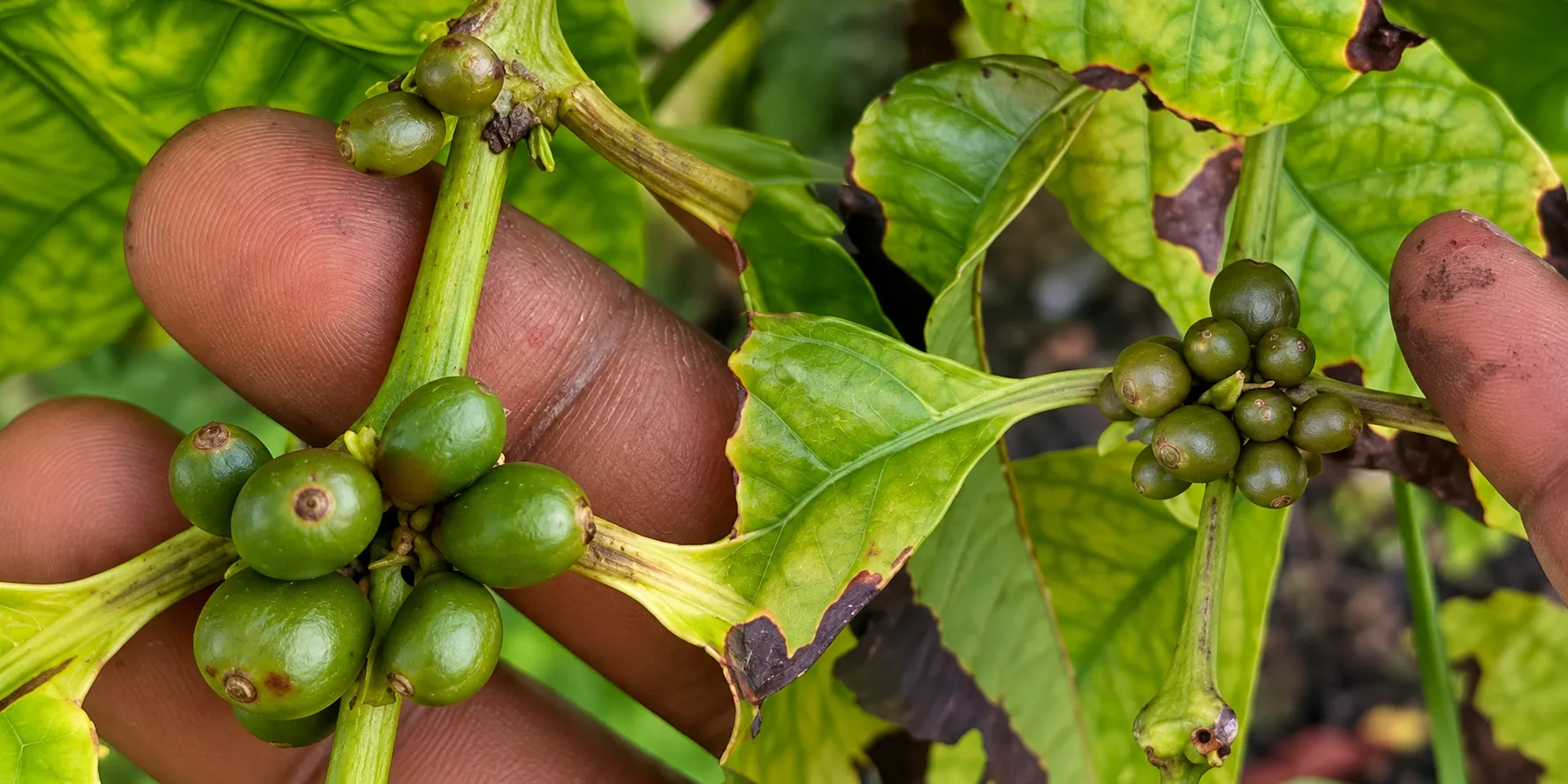 Addu farmer grows coffee beans, eyes commercial cultivation